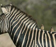 verbreitet Zebra Baby, Krüger National Park, Süd Afrika. foto