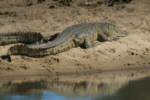 Nil Krokodil, Krüger National Park , Süd Afrika. foto