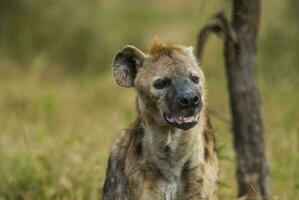 Hyäne lächeln, Krüger National Park, Süd Afrika. foto