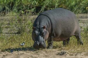 Nilpferd Amphibius im Wasserloch, Krüger National Park, Süden Afrika foto