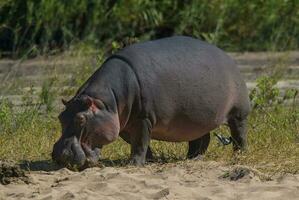 Nilpferd Amphibius im Wasserloch, Krüger National Park, Süden Afrika foto