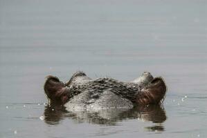 Nilpferd Amphibius im Wasserloch, Krüger National Park, Süden Afrika foto