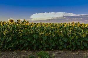 Sonnenblume , Pampas , Argentinien foto