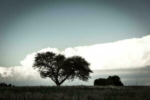 Pampas Baum Landschaft beim Sonnenuntergang, la Pampa Provinz, Argentinien foto