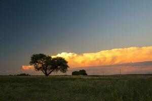 Pampas Baum Landschaft beim Sonnenuntergang, la Pampa Provinz, Argentinien foto