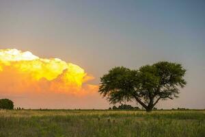 Pampas Baum Landschaft mit ein Sturm im das Hintergrund, la Pampa Provinz, Argentinien foto