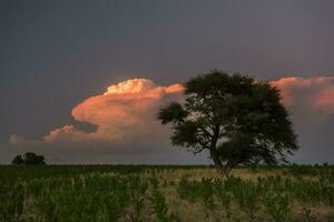 Pampas Baum Landschaft mit ein Sturm im das Hintergrund, la Pampa Provinz, Argentinien foto