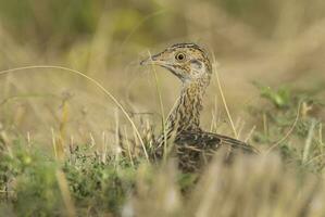 entdeckt tinamu im Pampas Wiese, la Pampa Provinz, Patagonien, Argentinien foto