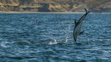 düster Delfin Springen, Halbinsel Valdés, Patagonien, Argentinien foto