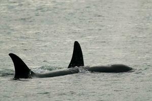 Mörder Wal, Orca, Jagd ein Meer Löwe Welpe, Halbinsel Valdes, Patagonien Argentinien foto