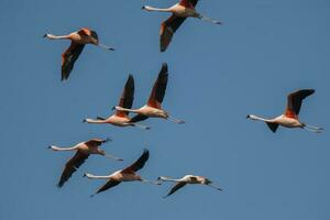 chilenisch Flamingos Herde im Flug , Patagonien, Argentinien. foto