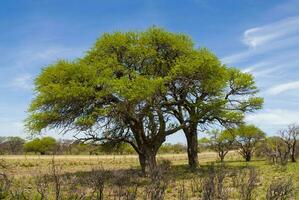 Pampas Baum und Gras Landschaft, la Pampa Provinz, Argentinien foto