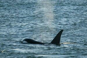 Mörder Wal, Orca, Jagd ein Meer Löwe Welpe, Halbinsel Valdes, Patagonien Argentinien foto