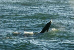 Mörder Wal, Orca, Jagd ein Meer Löwe Welpe, Halbinsel Valdes, Patagonien Argentinien foto