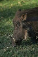 Warthog Weiden, Krüger National Park, Süd Afrika foto