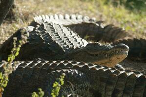 Nil Krokodil, Krüger National Park , Süd Afrika. foto