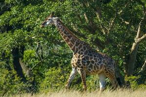 Giraffe Krüger National Park Süd Afrika. foto