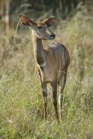 Nyala Antilope männlich und weiblich , Krüger National Park, Süd Afrika foto