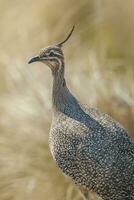 elegant mit Haube tinamu, Eudromie elegans, Pampas Wiese Umfeld, la Pampa Provinz, Patagonien, Argentinien. foto