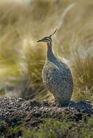 elegant mit Haube tinamu, Eudromie elegans, Pampas Wiese Umfeld, la Pampa Provinz, Patagonien, Argentinien. foto