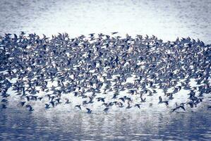 Vögel Herde Flug Hintergrund , Patagonien, Argentinien foto