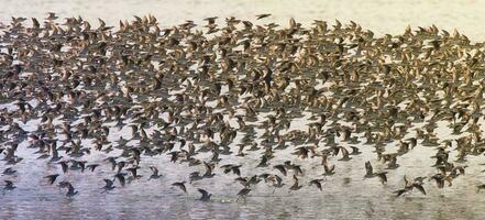 Vögel Herde Flug Hintergrund , Patagonien, Argentinien foto