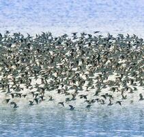 Vögel Herde Flug Hintergrund , Patagonien, Argentinien foto