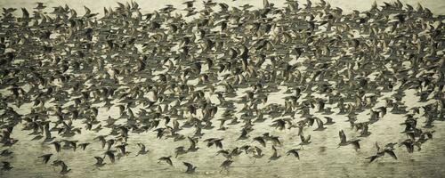 Vögel Herde Flug Hintergrund , Patagonien, Argentinien foto