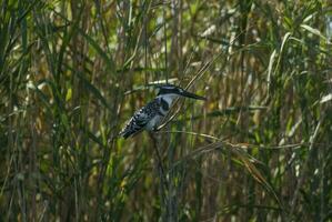 gescheckt Eisvogel, Krüger National Park, Süd Afrika foto