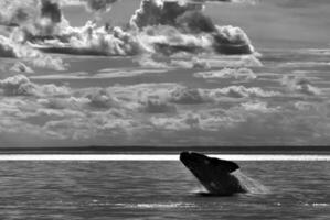 Wal Springen, Halbinsel Valdes, Patagonien Argentinien foto