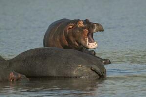 Nilpferd Amphibius im Wasserloch, Krüger National Park, Süden Afrika foto