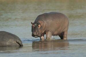 Nilpferd Amphibius im Wasserloch, Krüger National Park, Süden Afrika foto