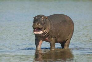 Nilpferd Amphibius im Wasserloch, Krüger National Park, Süden Afrika foto