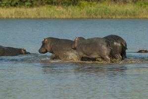 Nilpferd Amphibius im Wasserloch, Krüger National Park, Süden Afrika foto