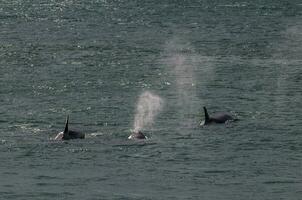 Mörder Wal, Orca, Jagd ein Meer Löwe Welpe, Halbinsel Valdes, Patagonien Argentinien foto