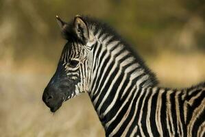 verbreitet Zebra Baby, Krüger National Park, Süd Afrika. foto