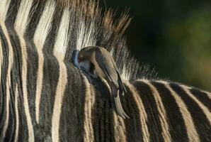 rot in Rechnung gestellt Madenhacker auf Zebra, Krüger National Park , Süd Afrika. foto