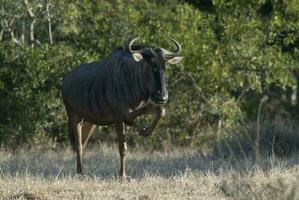 schwarz Gnus, Krüger National Park Süd Afrika foto