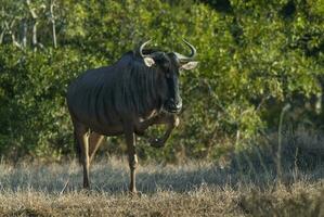 schwarz Gnus, Afrika foto