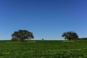 Pampas Baum Landschaft, la Pampa Provinz, Patagonien, Argentinien. foto