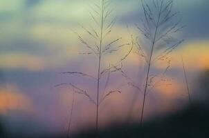 Pampas Gras Landschaft beim Sonnenuntergang, la Pampa Provinz, Argentinien foto