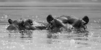 Nilpferd Amphibius im Wasserloch, Krüger National Park, Süden Afrika foto