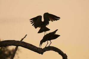 Hammerkopf Storch, Krüger National Park, Süd Afrika. foto