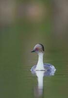 silbrig Haubentaucher im Pampas Lagune Umfeld, Patagonien, Argentinien foto