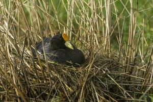 Weiß geflügelt Blässhuhn im ihr Nest mit Küken, la Pampa, Argentinien foto