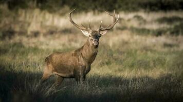 männlich rot Hirsch im la Pampa, Argentinien, Parque luro, Natur Reservieren foto