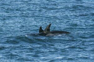 Mörder Wal Jagd auf das paragonisch Küste, Patagonien, Argentinien foto