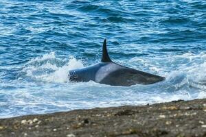 Mörder Wal Jagd auf das paragonisch Küste, Patagonien, Argentinien foto