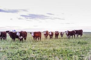 das Vieh suchen zu das Kamera, Patagonien, Argentinien foto