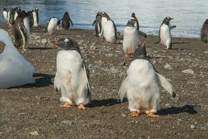 Gentoo Pinguin, neko Hafen, Antarktis foto